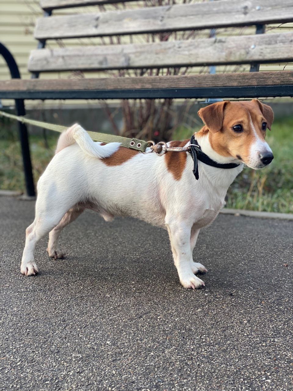 Джек рассел терьер в приюте - Животные в Кондратово